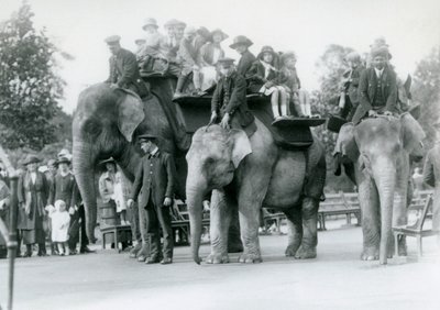 Tre Elefanti Indiani che danno passaggi ai visitatori allo Zoo di Londra, 1923 da Frederick William Bond